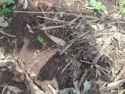 A picture of PLOT 50 100FT FOR SALE IN NAKASEKE KAPEEKA KAKINZI VILLAGE
