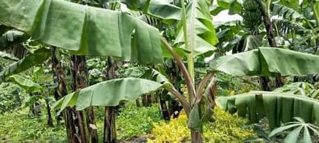 A picture of  35m House on Sale At Matugga kavule tarmac view