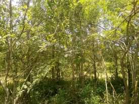 A picture of Shamba la eka 100 linauzwa mbwewe bagamoyo