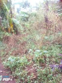 A picture of Plot