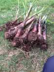 A picture of Miche ya matunda ya mda mfupi