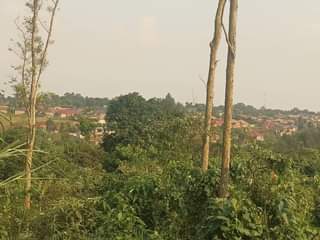 A picture of Quick sale 7.5m 40by40ft matugga kavunza 1km.off matugga kasangati rd