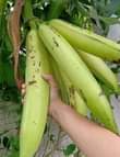 A picture of Bogoya Gonja Banana and Ndizi suckers