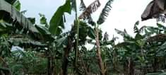A picture of Bank pressure 5 arces on sale at luwero at 15m