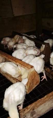 A picture of 08067734772 08144684782 08161654934