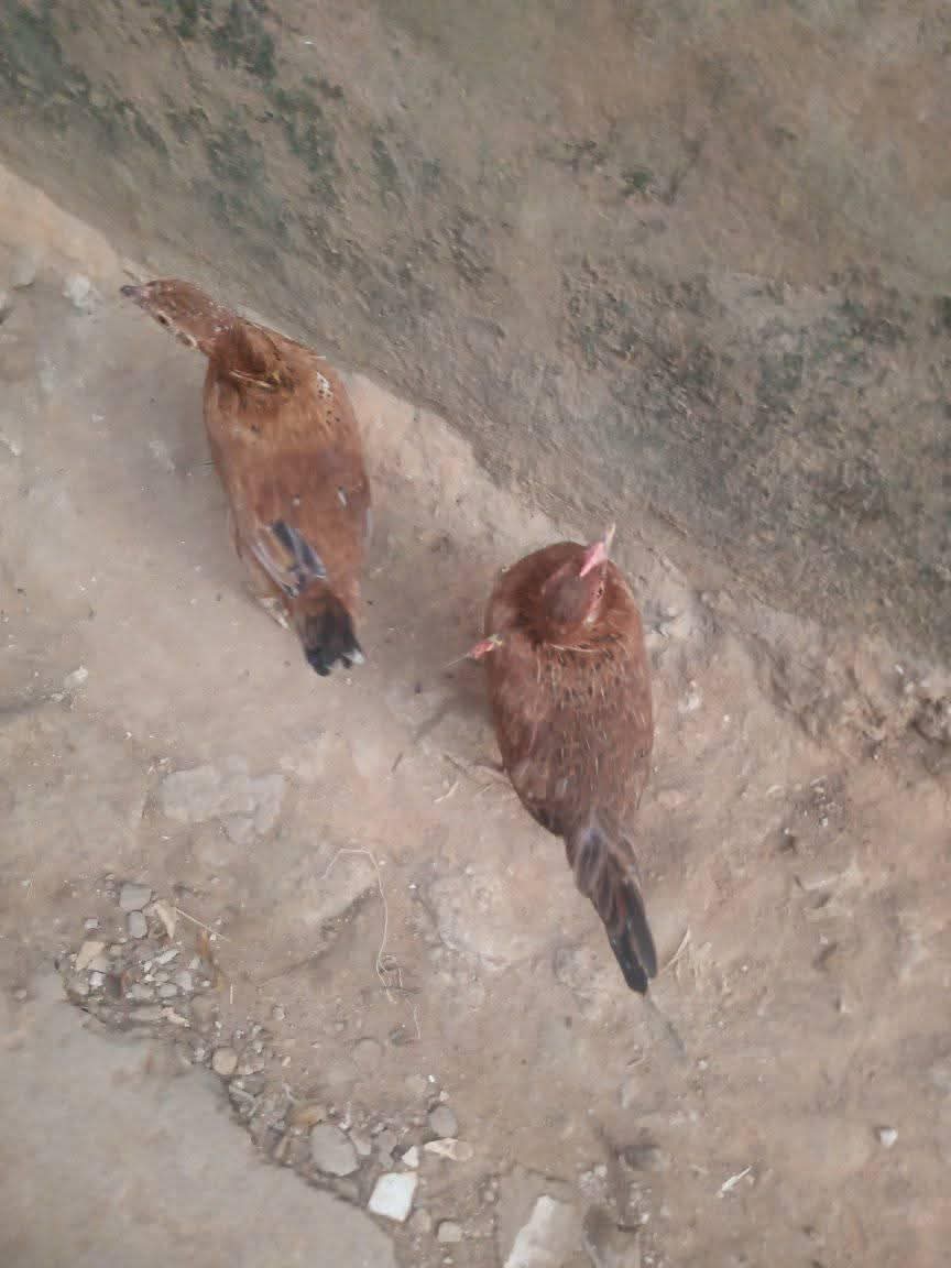 A picture of Point of layers local hen