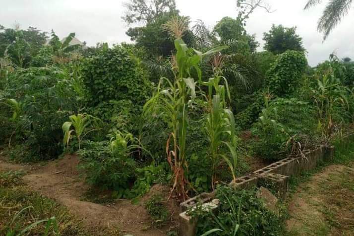 A picture of A full plot of land with coated fenced