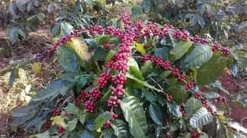 A picture of Our dear customers the rainy season has started we are