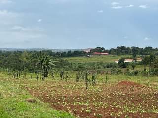 A picture of Plots at 15m Nakasajja kasenene