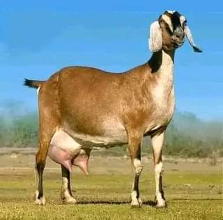 A picture of GOATS
