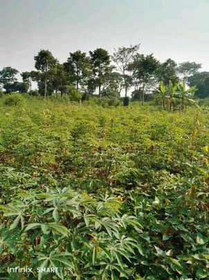 A picture of Plot