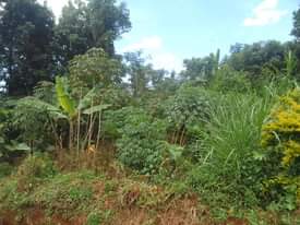 A picture of 90ft by 180ft for sale by owner in kisoga along