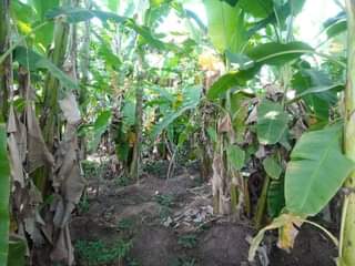 A picture of PLOT 65 100FT FOR SALE IN NAKASEKE KAPEEKA KADUNDA ORPHANAGE
