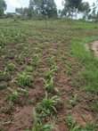 A picture of Money needed urgently 8acres at 104m 13m each 2km from