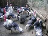 A picture of Small 2 3 month old turkeys cost 30000ugx 50000 ugx