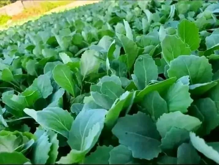 seedlings