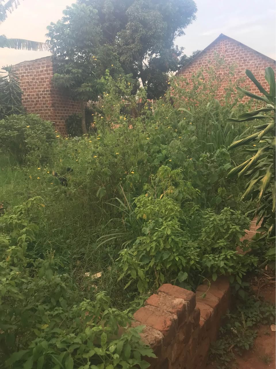 A picture of Plot for rentals for sale