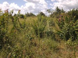 A picture of SHAMBA HEKA 6 NAUZA KILA HEKA TSH 280 000 HATA