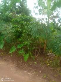 A picture of Land