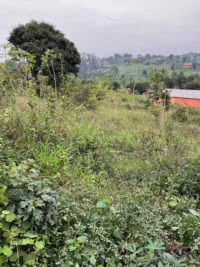 A picture of wakiso namusera