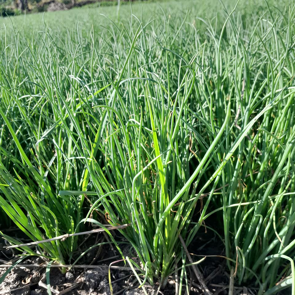 seedlings