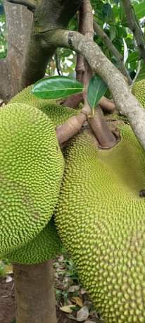 A picture of Jackfruit