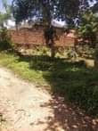 A picture of Poloti