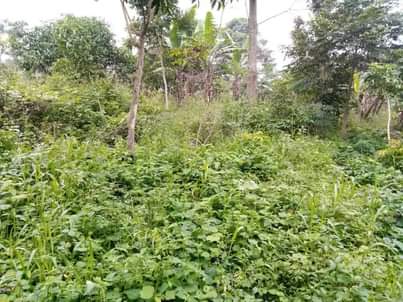 A picture of PLOT 50 100ft for sale in Nakaseke Kapeeka