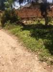 A picture of Poloti