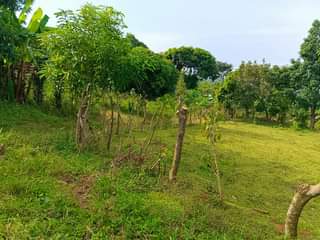 A picture of  1Arce for sale located at Nsanja Mukono katosi road