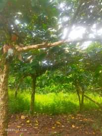 A picture of Land