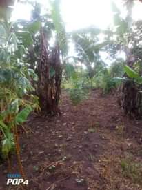 A picture of Plot