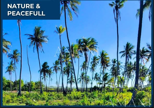 A picture of Plot Makunduchi Zanzibar