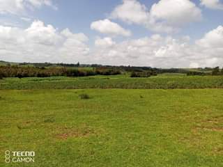 Kiprono L.