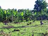 A picture of KIBANJA ON SALE 100x100ft 7Million Half acre 13milliom located matugga
