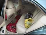 A picture of Distress sale Camry muscle 2 2m without sambo