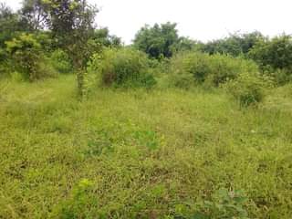 A picture of Shamba la eka 20 linauzwa hapa mbwewe