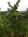 A picture of Half acre of land on quick sale serious buyers needed