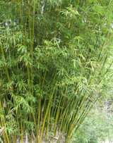 A picture of Bamboo for building