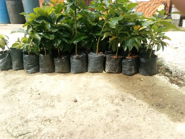 Plants S.
