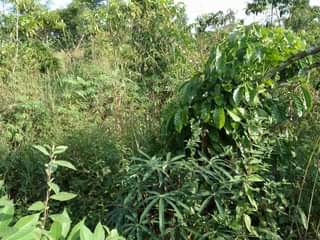 A picture of 1 FERTILE ACRE FOR SALE IN NAKASEKE KAPEEKA BUKAKALA VILLAGE