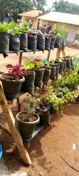 A picture of Organic home farming