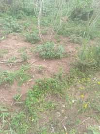 A picture of Land