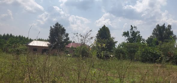 plots mukono