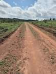 A picture of Mukono Namayiba estate