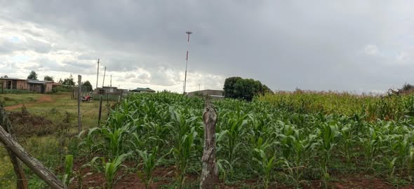 50 100 plots
