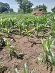A picture of 8acres at 76m 14km from kikyusa trading center
