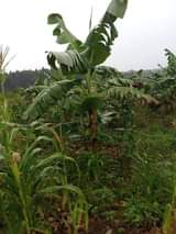 A picture of Kamengo Masaka rd 25 acres for wholesale