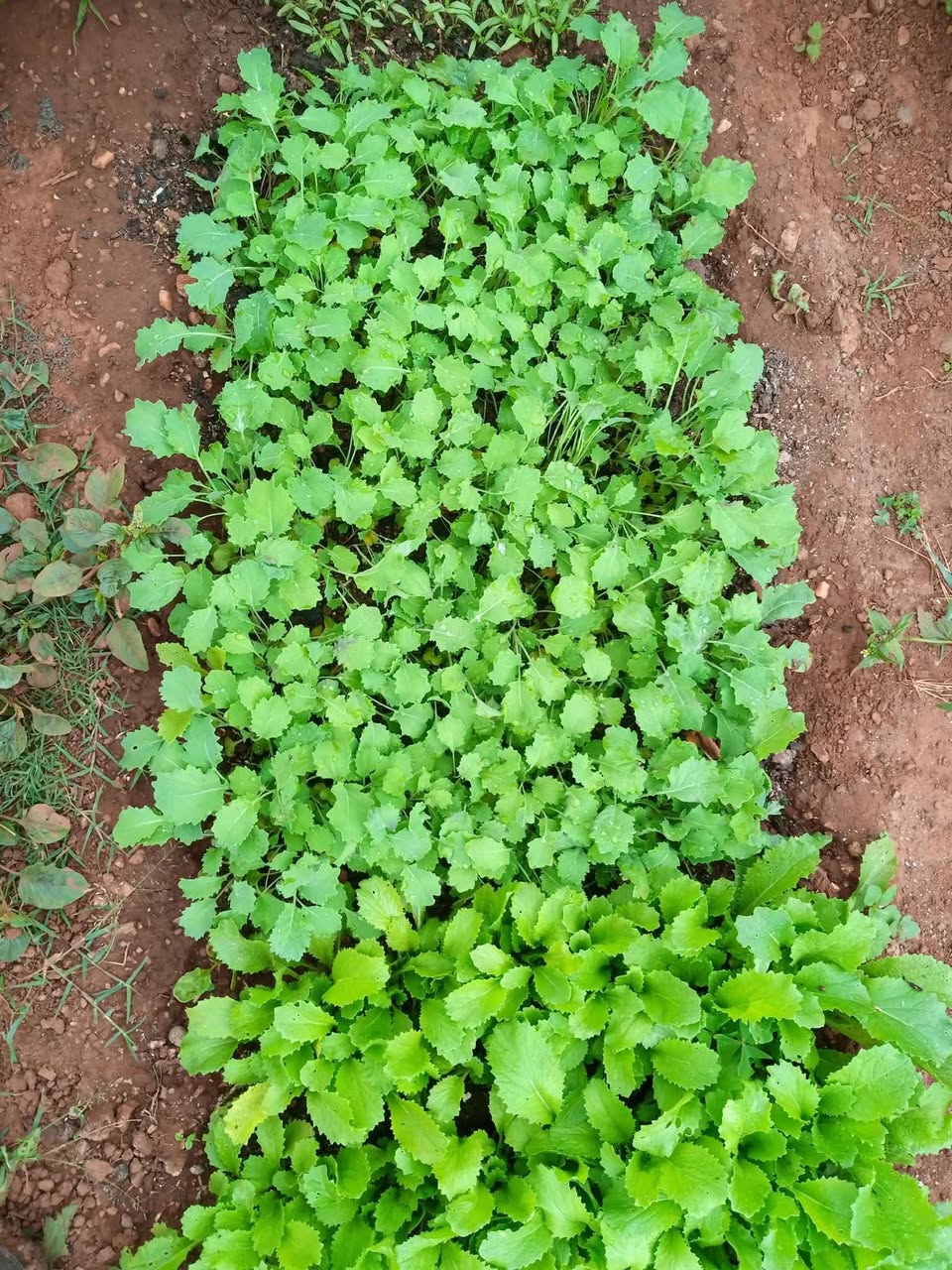 seedlings