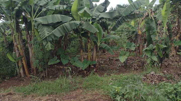 Kyambadde W.